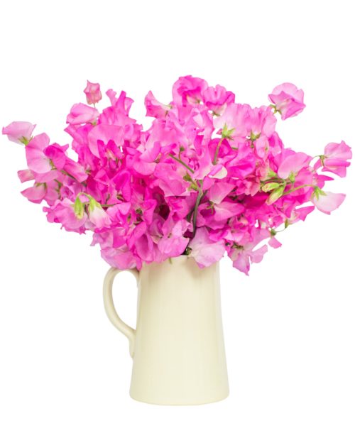 10-8 Sweet Peas - Bright Pink_V2