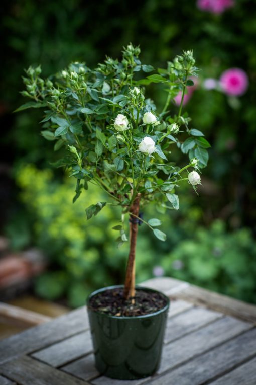 Anniversary Rose Bush - Image 2