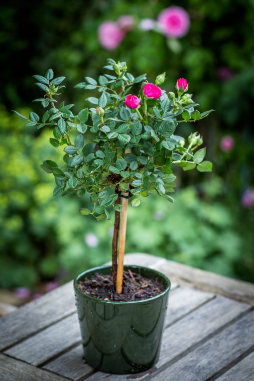 Anniversary Rose Bush - Image 3