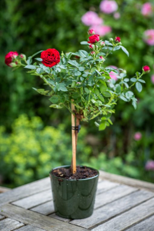 Anniversary Rose Bush - Image 4