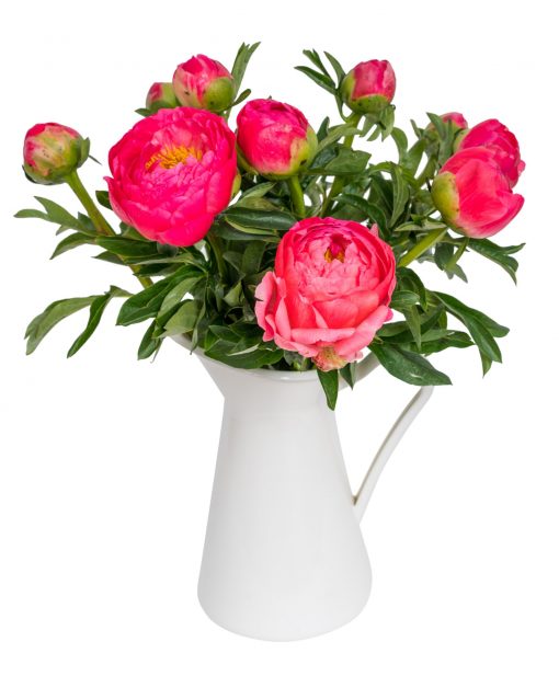 Peonies - Coral - Image 3