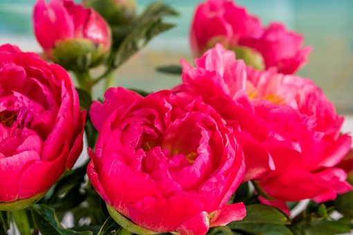 Peonies - Coral - Image 4