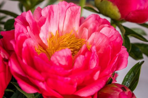 Peonies - Coral - Image 5