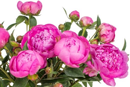 Peonies - Bright Pink - Image 2