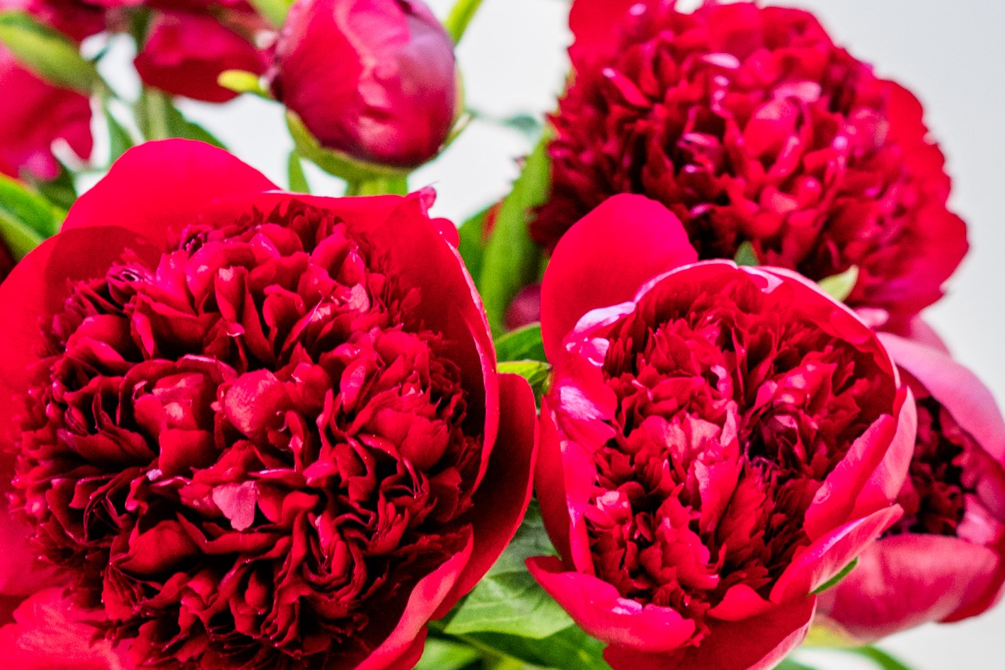 send red peonies