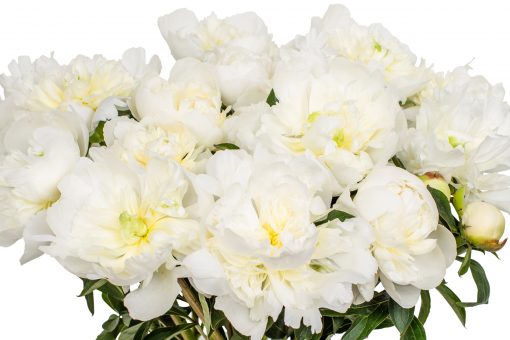 white peonies