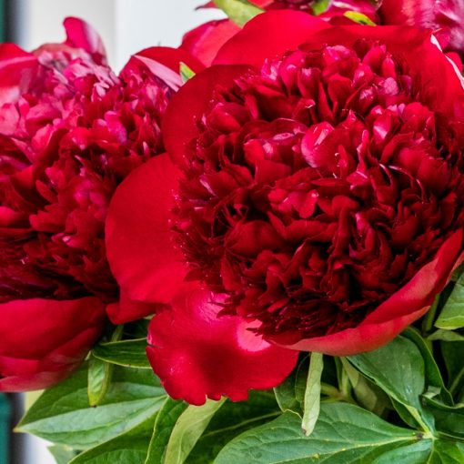 Peonies - Deep Red - Image 3