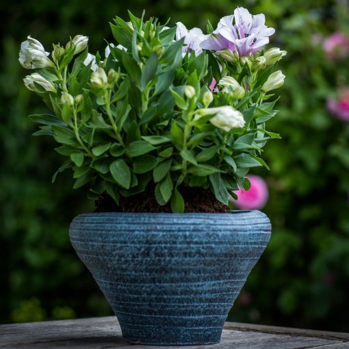 Alstroemeria Plant