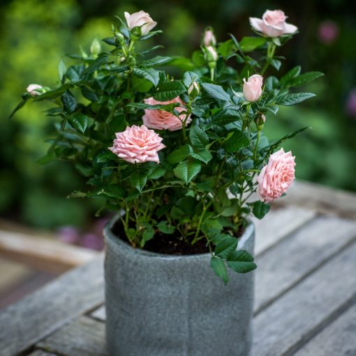 £20.00 Anniversary Rose Bush - Image 5