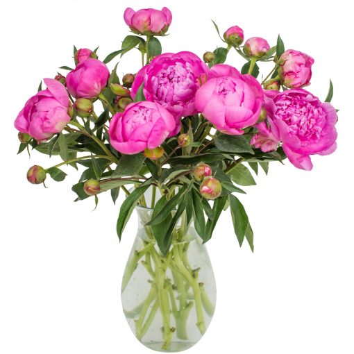 pink peonies