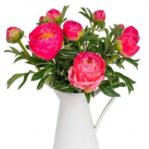 Peonies - Coral - Image 2