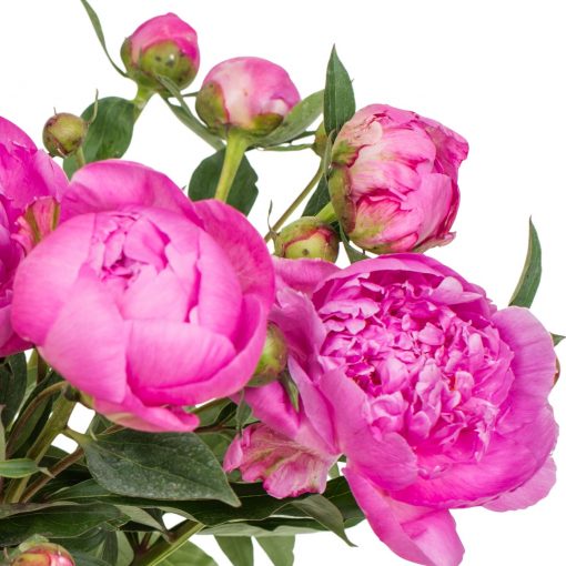 Pink Peonies