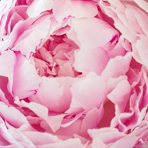 Superior Peonies - The Finest Dutch Peonies