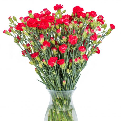 Spray Carnations - Red