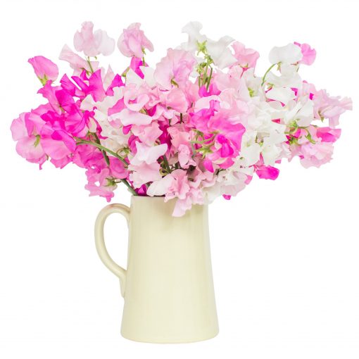 Sweet Peas - Florist Choice