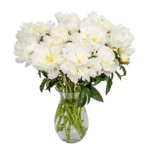 Peonies - White