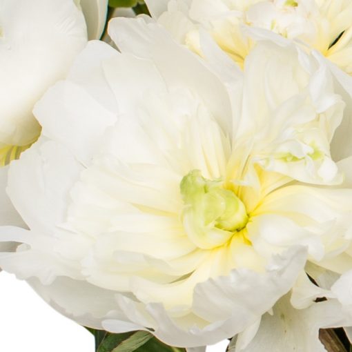 White Peony