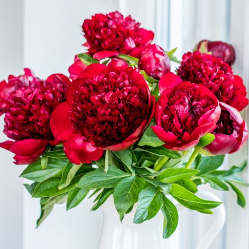 Superior Peonies - The Finest Dutch Peonies - Image 8