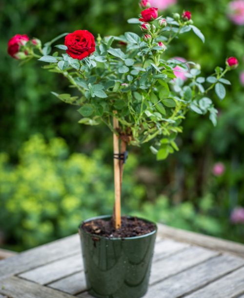 10-8 - Anniversary Rose Bush Red