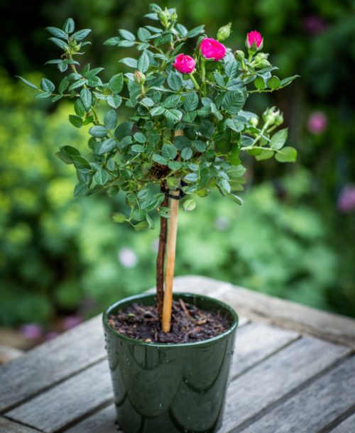 10 - 8 - Pink Anniversary Rose Bush