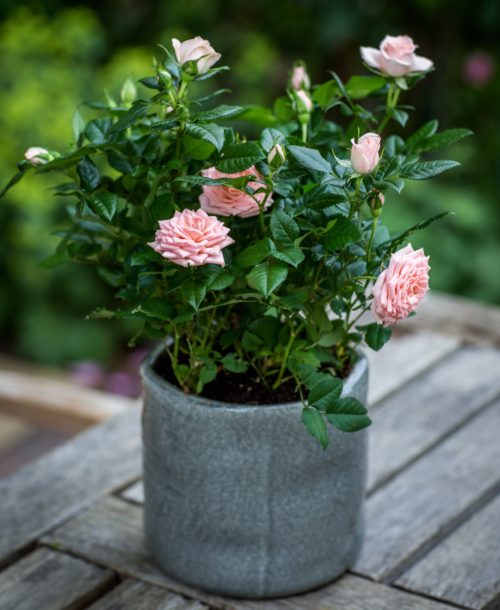 10 - 8 - Pink Rose Bush