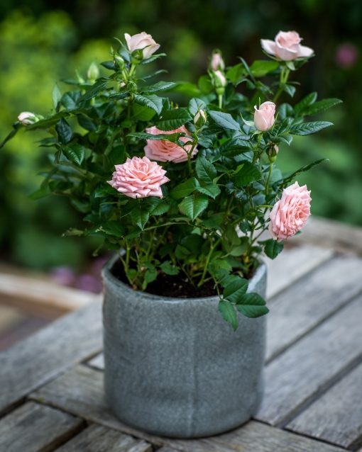 Pink Rose Bush