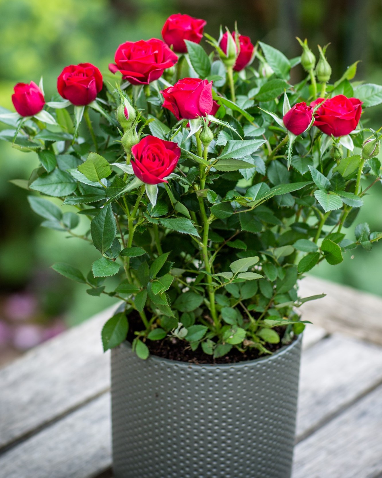 Red Rose Bush