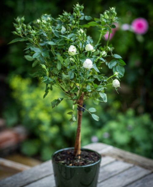 10 - 8 - White Anniversary Rose Bush