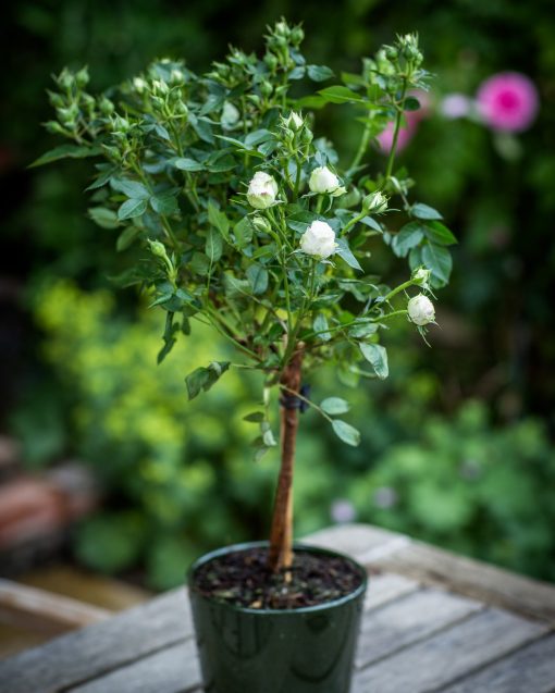 Anniversary Rose Bush - White