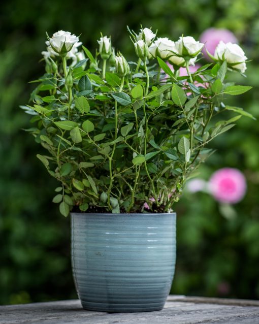 White Rose Bush