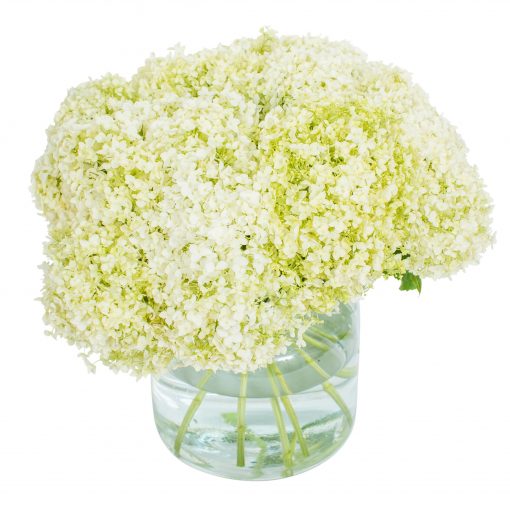 Hydrangea - White - Image 2