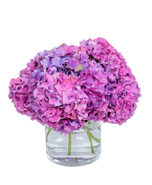 Hydrangea---Ansta-Rose-compressor (1)