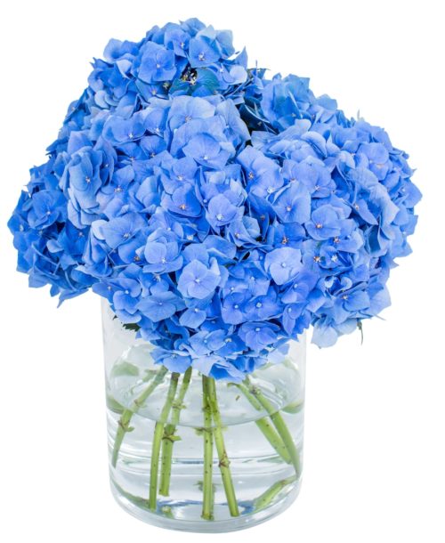 Hydrangea - Bela Blue