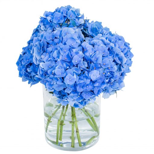 Hydrangea - Blue - Image 2