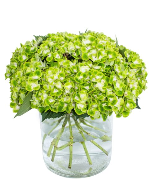 Hydrangea---Emerald-Cloud-compressor (1)