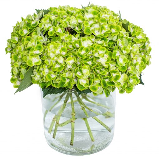 Hydrangea - Green - Image 2