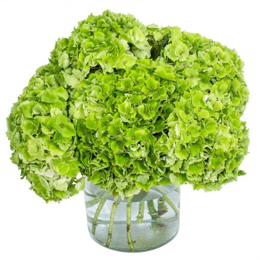 Hydrangea - Green