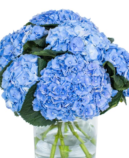 Hydrangea - Margarita Blue