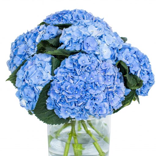 Hydrangea - Blue