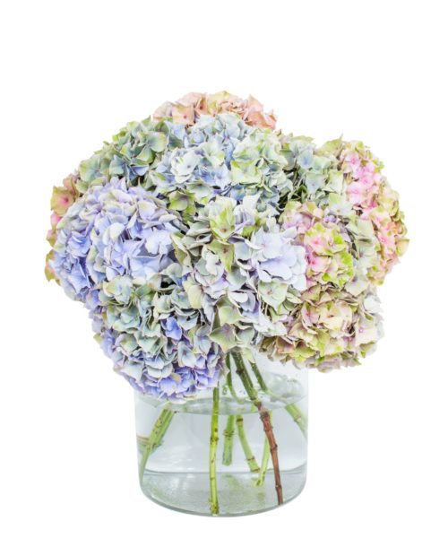 Hydrangea---My-Minerva-compressor