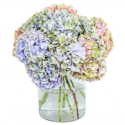 Hydrangea - Mottled Blue