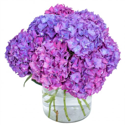 Hydrangea - Purple