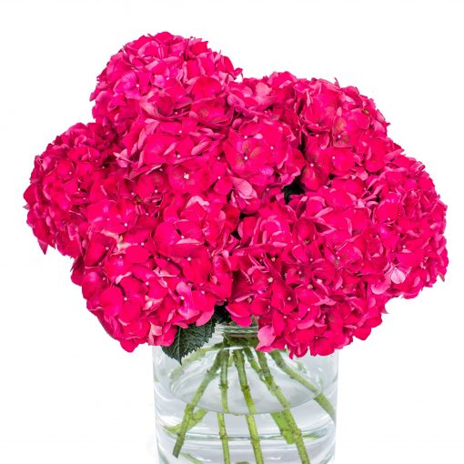 Hydrangea - Florists Choice - Image 6