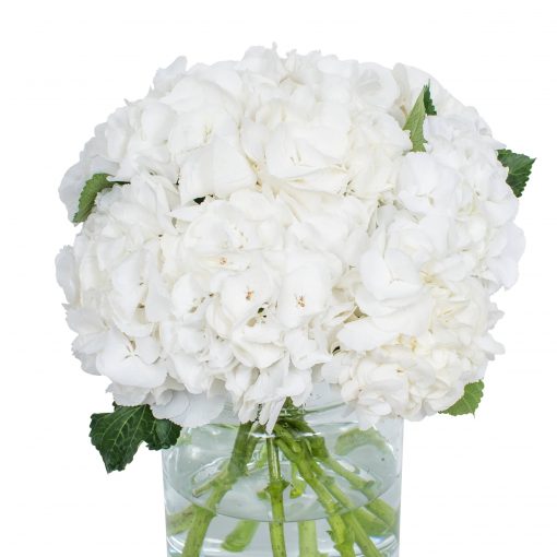 Hydrangea - White