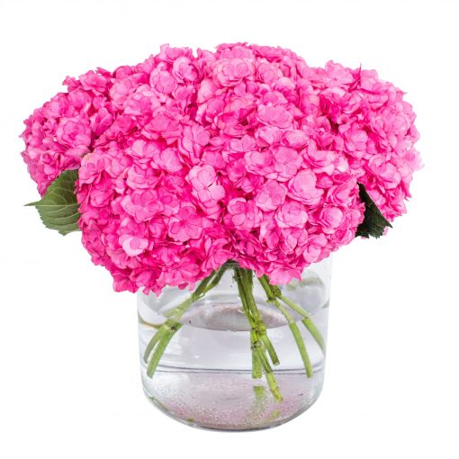 Hydrangea - Bright Pink