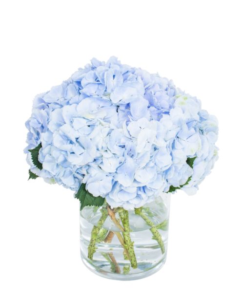 Hydrangea---Verena-Blue-compressor