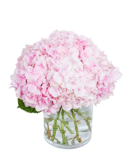 Hydrangea---Verena-Light-Pink-compressor