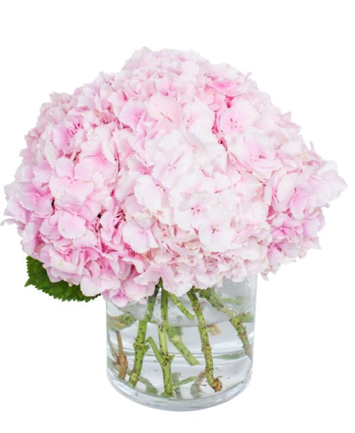 Hydrangea - Verena Light Pink