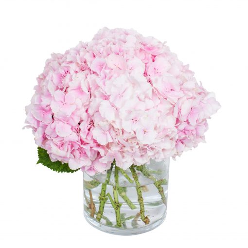 Hydrangea - Light Pink