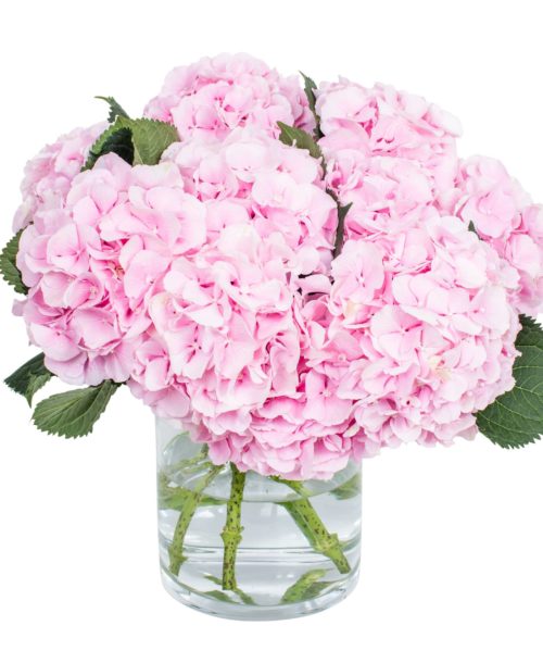 Hydrangea - Verena Pink